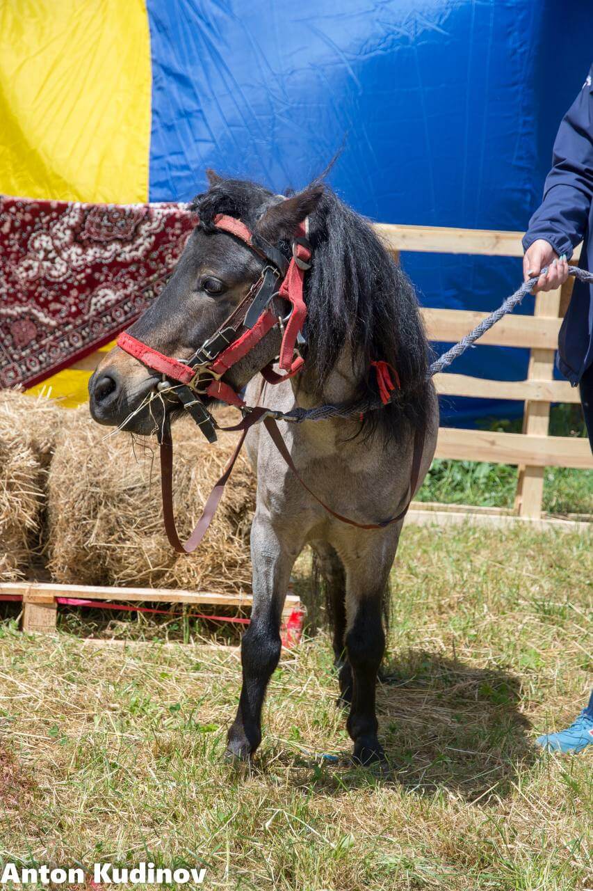Кінь Павло
